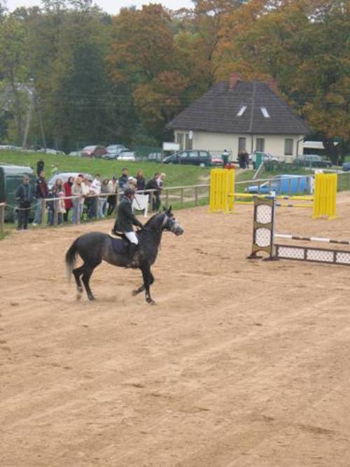 Pferdewettbewerb