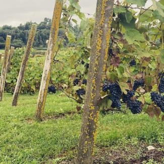 Drubazas vīnogu lauki