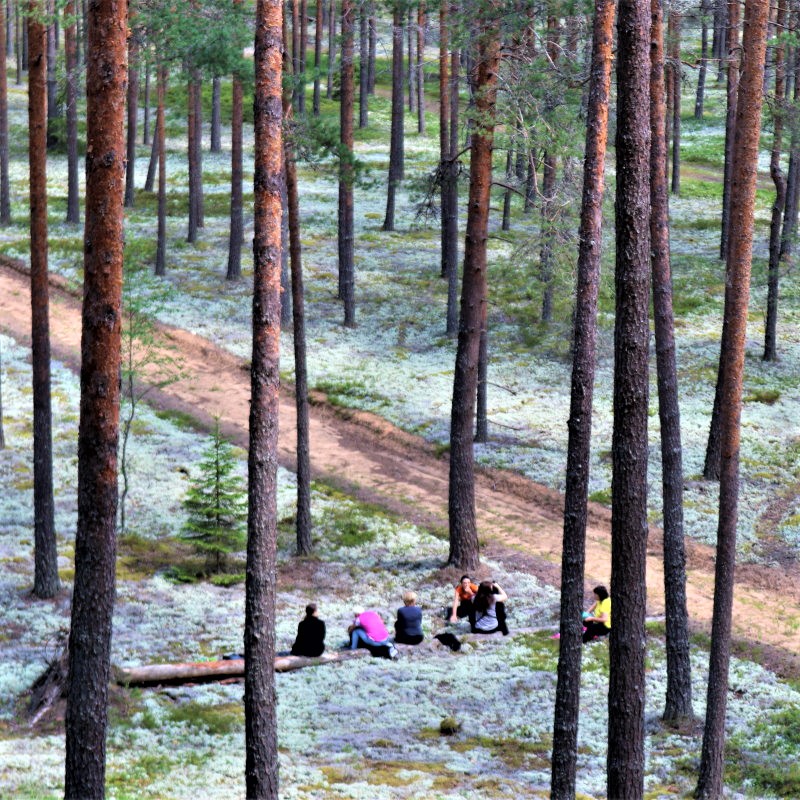 Meža taka Latvijā