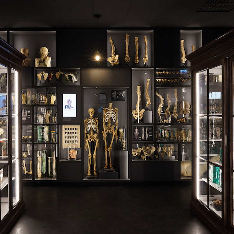 Anatomijas muzeja telpas