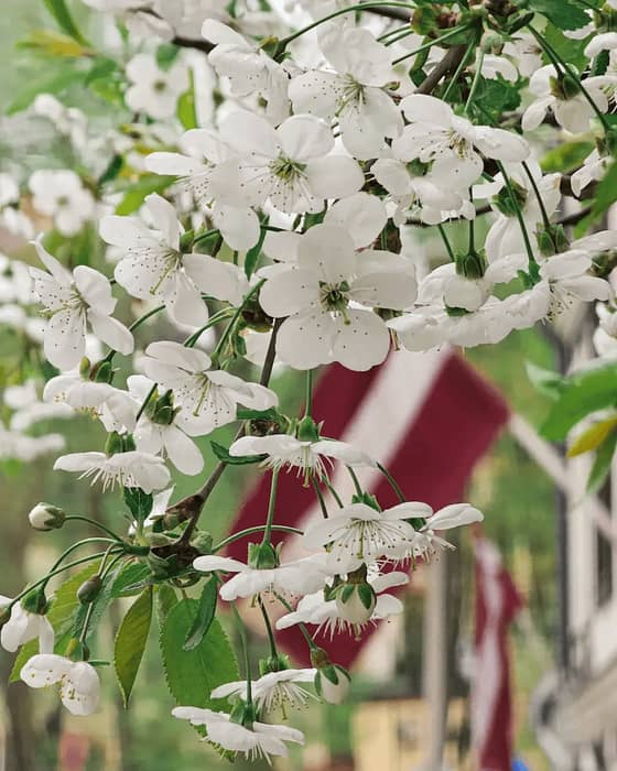 On the Declaration of Independence Restoration Day, Latvia