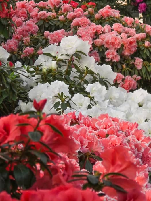 Spring appears fastest and most beautifully in botanical