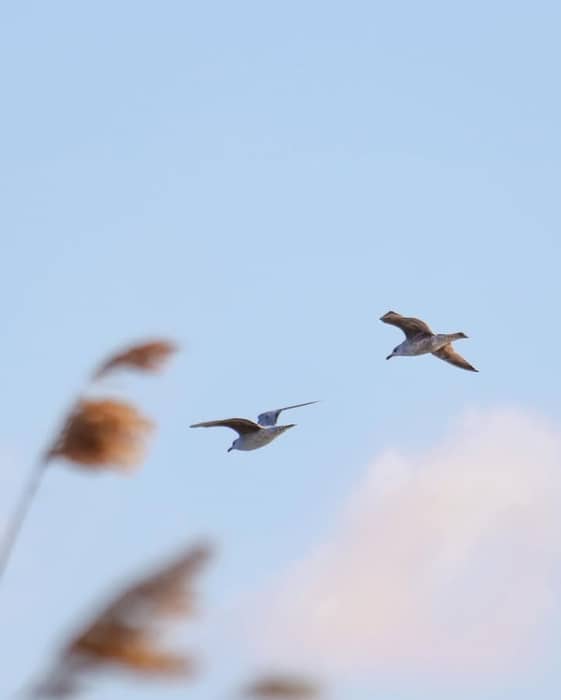 Spring in Latvia returns with thousands of wingbeats and