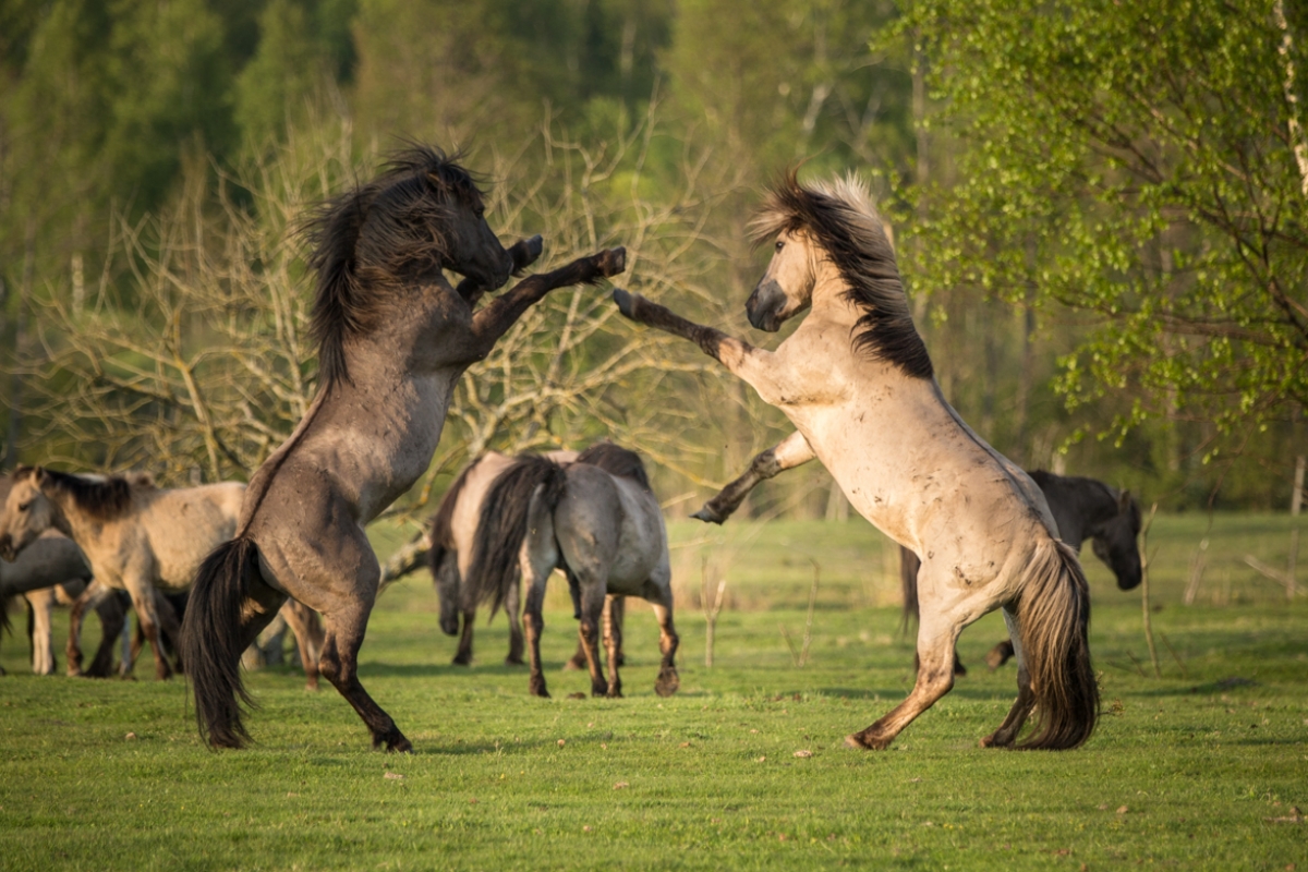 Дикие лошади в природном парке Папе у Балтийского моря