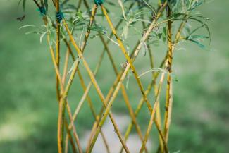 Meža dizaina dārzs