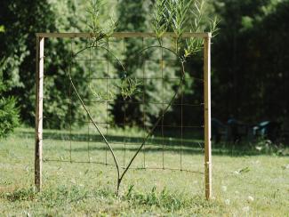 Meža dizaina dārzs