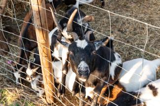 Atvērtās dienas laukos 2021