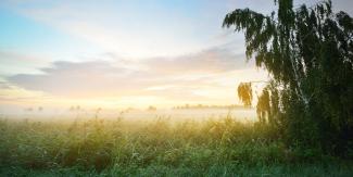 Saullēkts miglainā pļavā