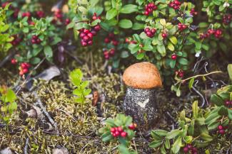 Oranžās bekas makrofotogrāfija uz koka fona. Meža sēne. Leccinum aurantiacum