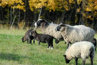 Romanovas šķirnes aitas ganībās