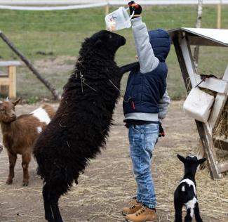 Dzīvo Sapņu Dārzs