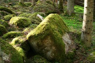 Dabas piemineklis "Kaltenes Kalvas" 