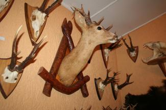 Viesītes muzeja medību trofejas