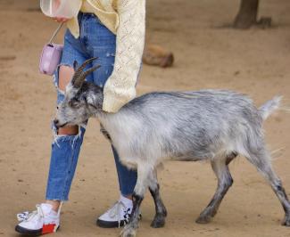 Dzīvo Sapņu Dārzs