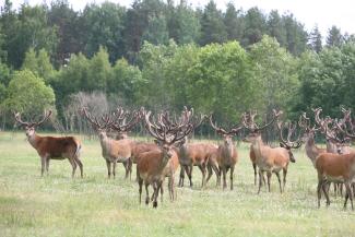 Briežu dārzs "Buku audzētava"