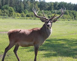 Briežu dārzs "Buku audzētava"