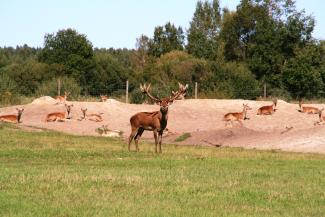 Briežu dārzs "Buku audzētava"