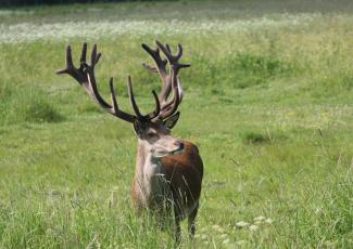 Briežu dārzs "Buku audzētava"