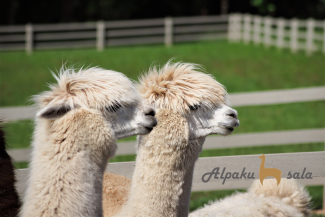Alpaku sala
