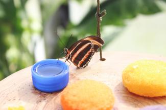 Tauriņi tropu mājā