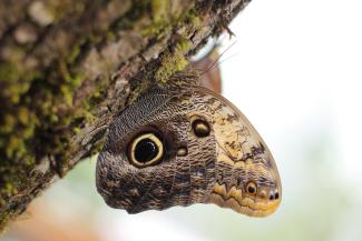 Tauriņi tropu mājā